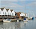 Kittiwakes in Rye - East Sussex