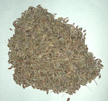 Dill Seeds