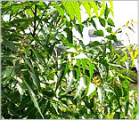 Neem Leaves