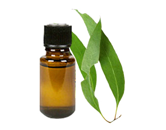 Oil Of Eucalyptus Purity(%): 96%