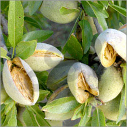 Sweet Almond Oil - Feature: Fragrance Compound