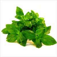 Sweet Basil Oil