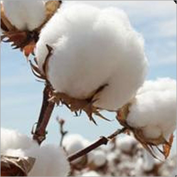 Cotton Fibre