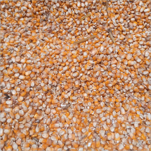 Yellow Maize Seed