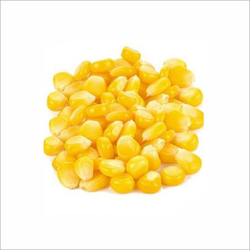 Maize Seed