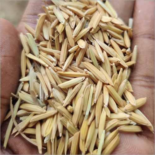 Paddy Seed