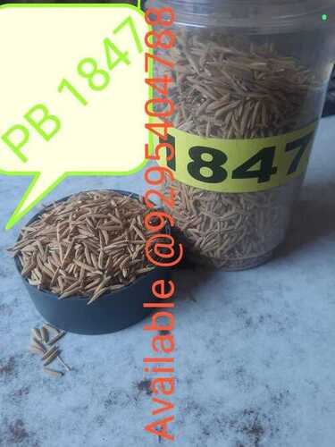 PB PADDY SEEDS1847