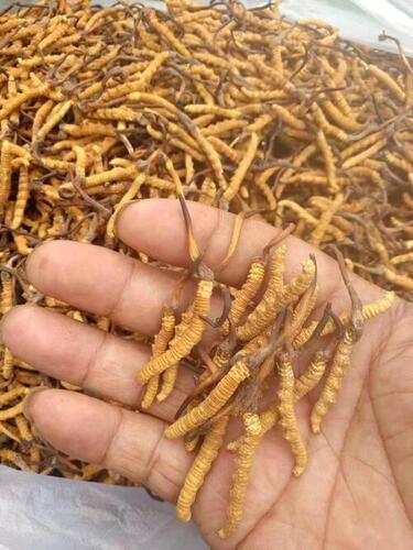 cordyceps sinensis