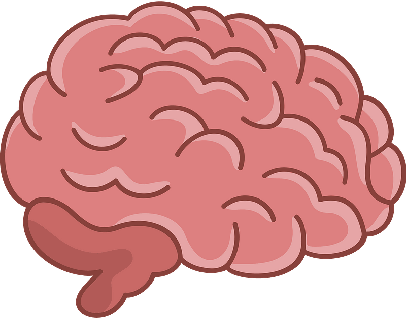 Brain Sketch PNG