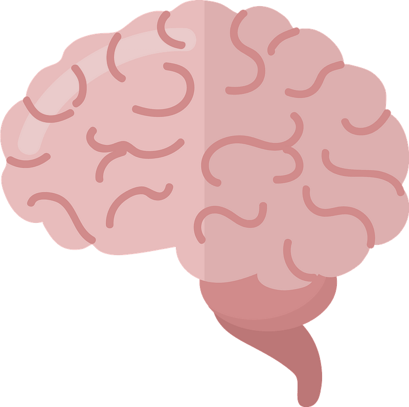 Brain clipart. Free download transparent .PNG | Creazilla