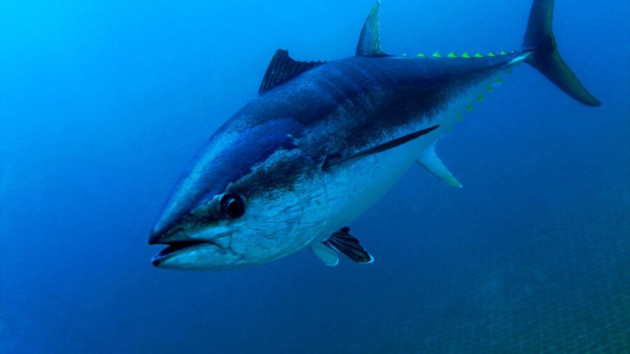 Giant Bluefin Tuna