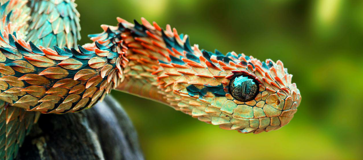 spiny bush viper