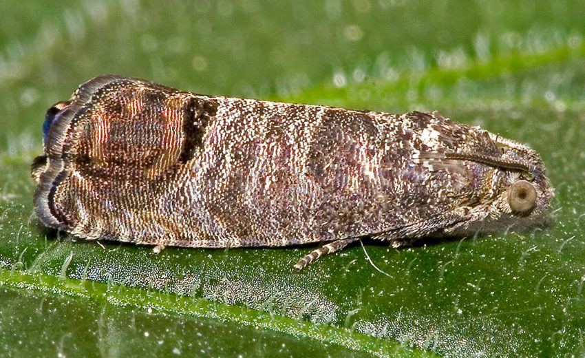 codling moth