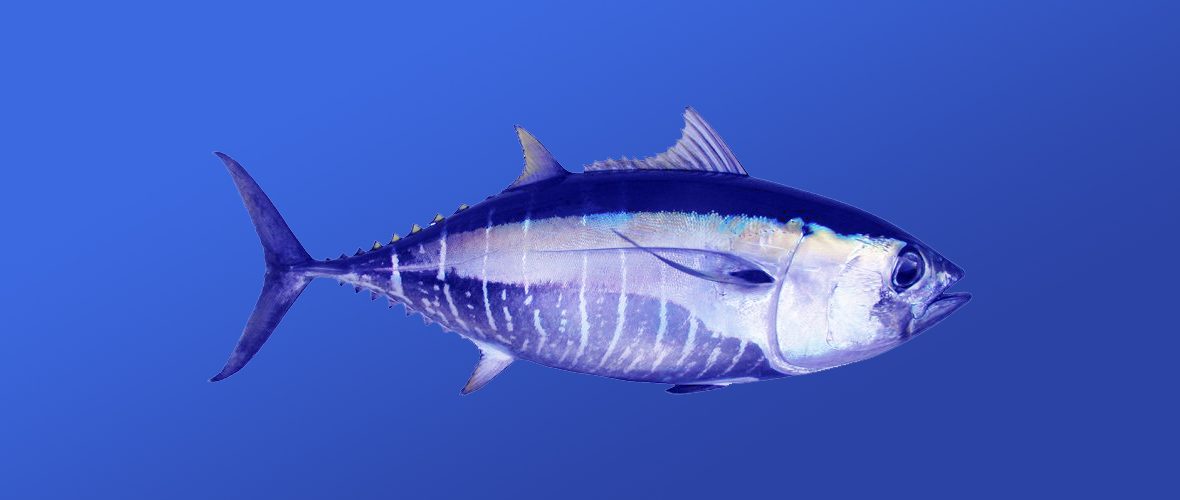 bigeye tuna