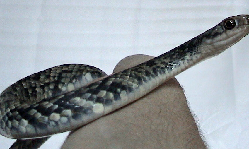 eastern racer