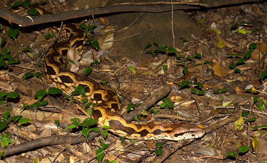 Malagasy ground boa