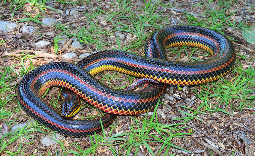 rainbow snake