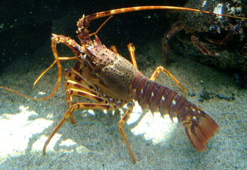 common spiny lobster