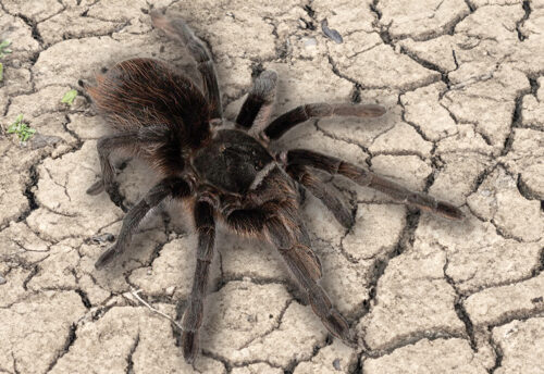 Grand Canyon black tarantula