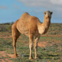 dromedary camel