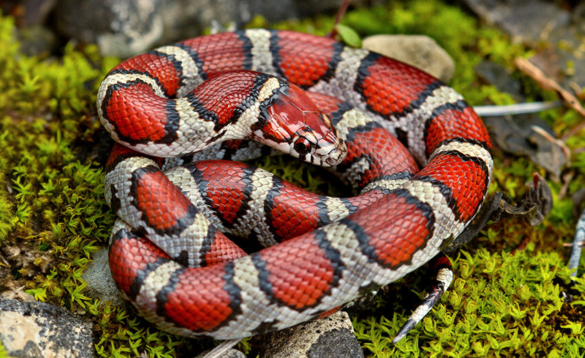 eastern milk snake