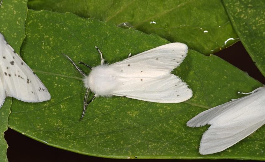 fall webworm moth