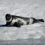 ribbon seal