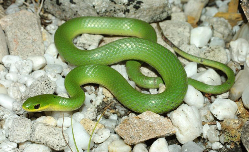 smooth green snake