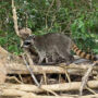 crab-eating raccoon