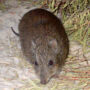 Gilbert's potoroo