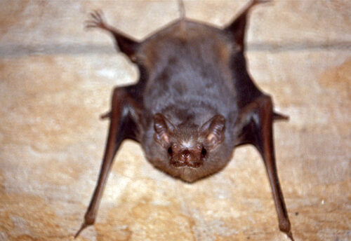 gray sac-winged bat