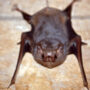 gray sac-winged bat