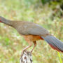 rufous-bellied chachalaca