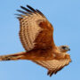 red goshawk