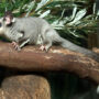 squirrel glider