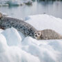 spotted seal