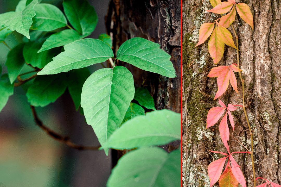 How Long Can Poison Ivy Live On Surfaces