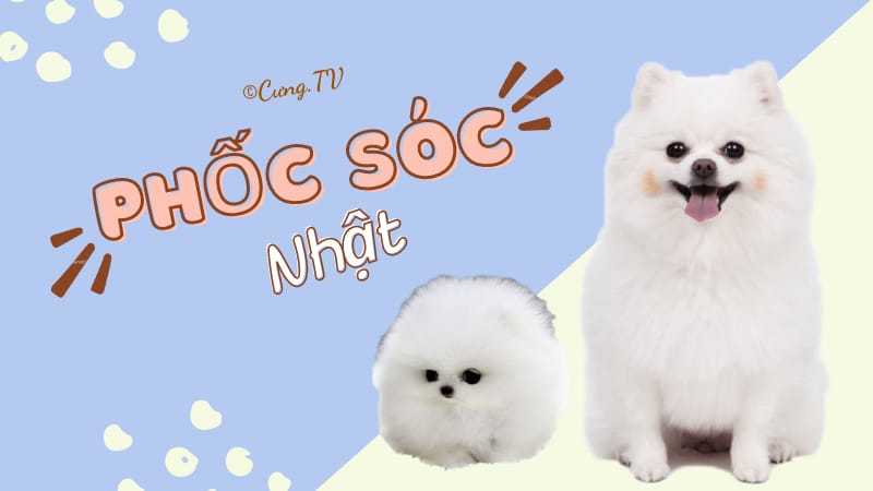 Nuôi chó phốc sóc mini sẽ mang đến cho bạn hạnh phúc vô bờ bến. Chúng luôn sẵn sàng cùng bạn vui chơi và quấn quýt bên bạn trong những ngày mệt mỏi. Xem hình ảnh để bắt đầu yêu thích các bé phốc sóc mini này nào.