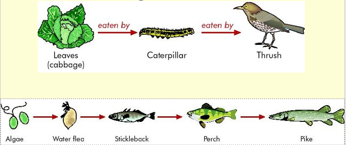 Environmental Factors | Leaving Cert Notes