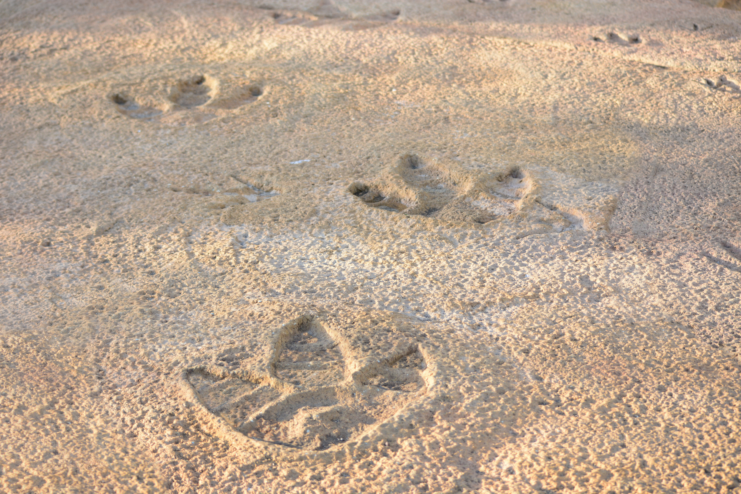 Dinosaur Footprints