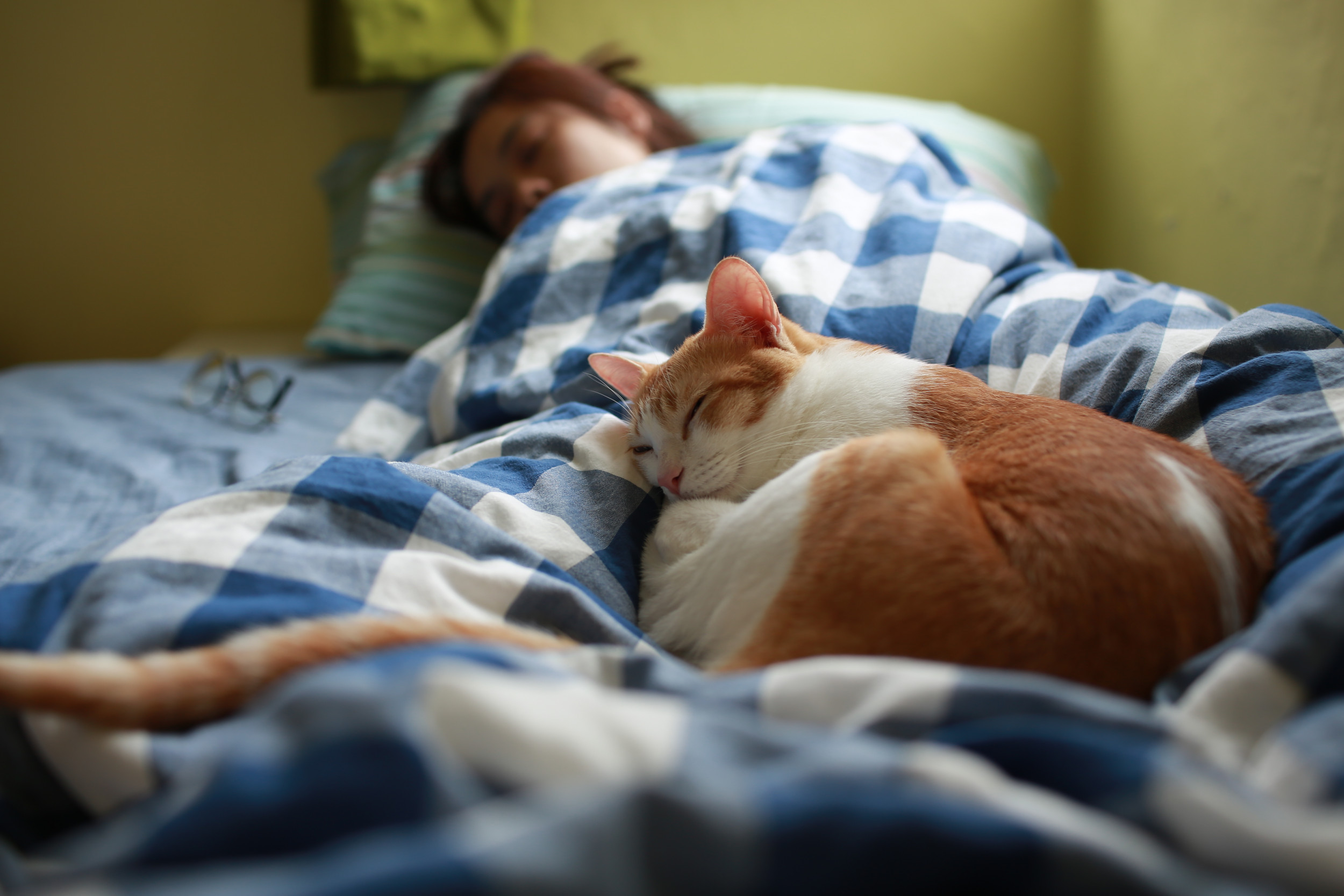 Cat Sleeping In Cat Bed