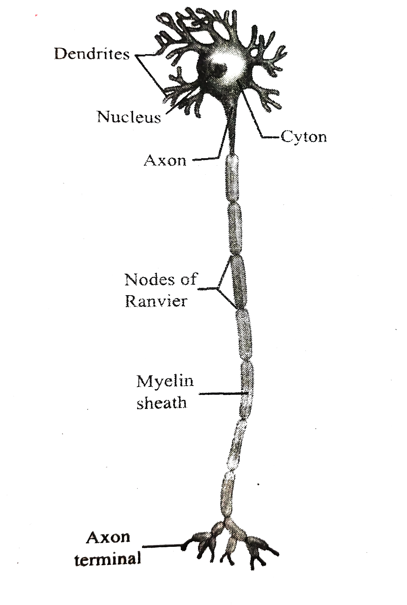 Nerve Cell Diagram Labeled