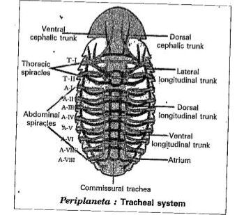 Labelled Diagram Of Digestive System Of Cockroach