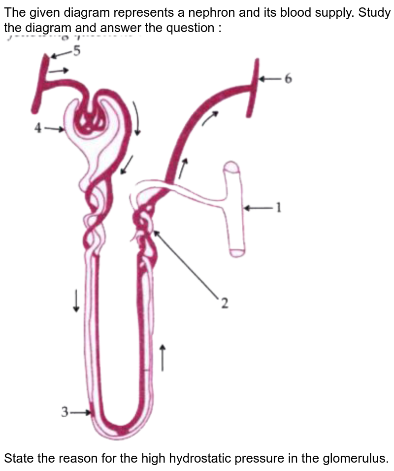 The given diagram represents a nephron and its blood supply. Study