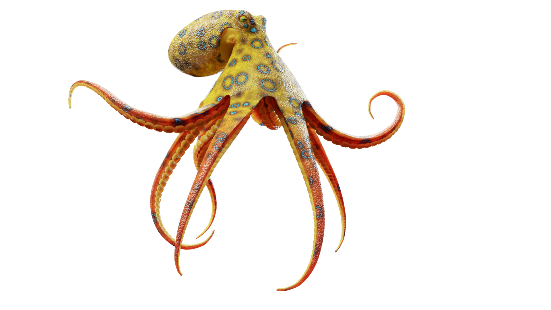 Animated Blue-Ringed Octopus - Blender Market image.