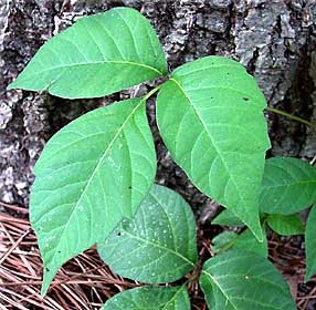 Does Poison Ivy Have Spikes