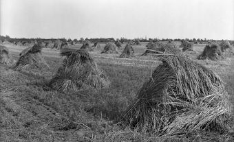 Red Fife Wheat, Experimental Farm