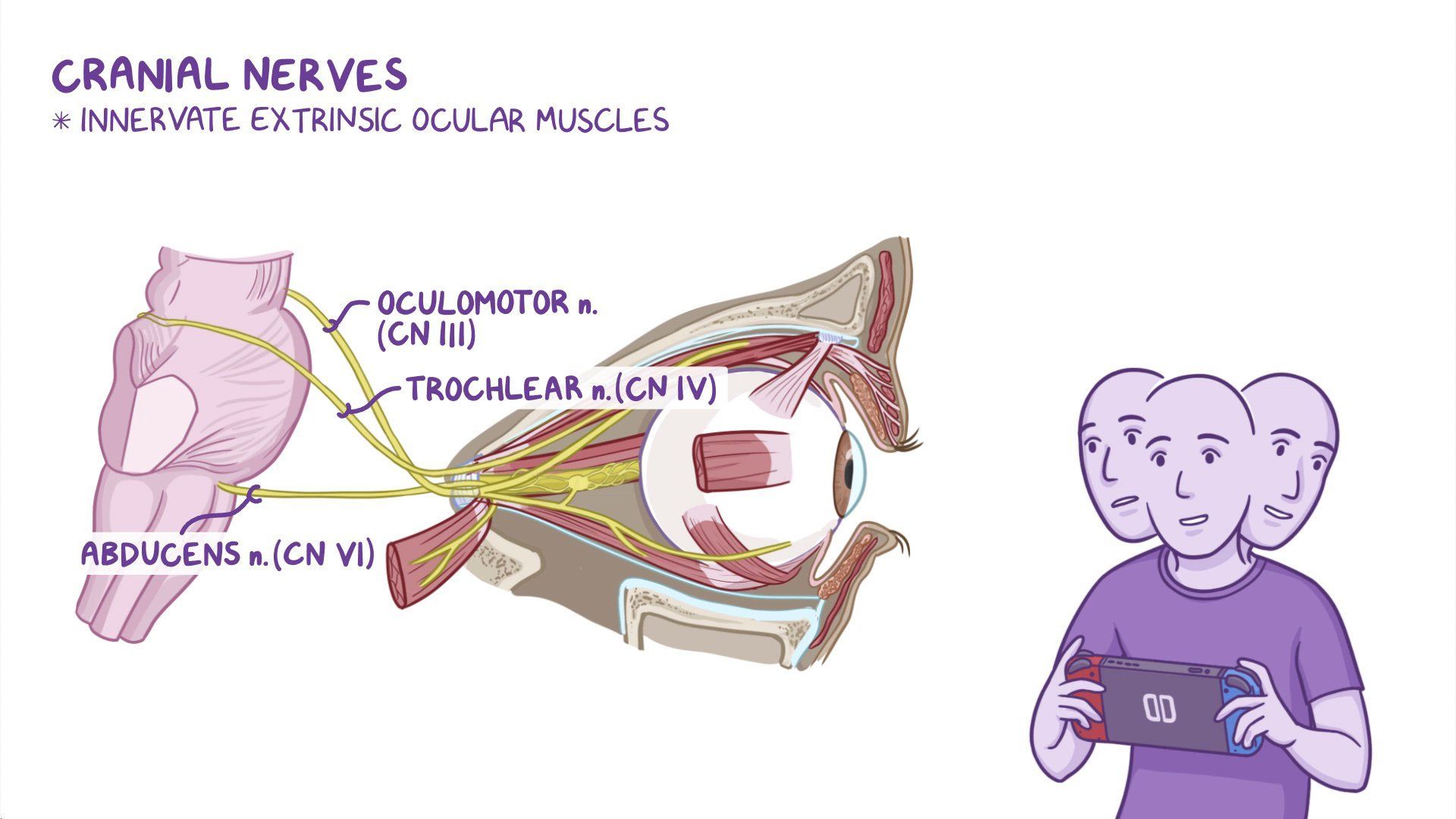 Oculomotor Nerve Wikipedia