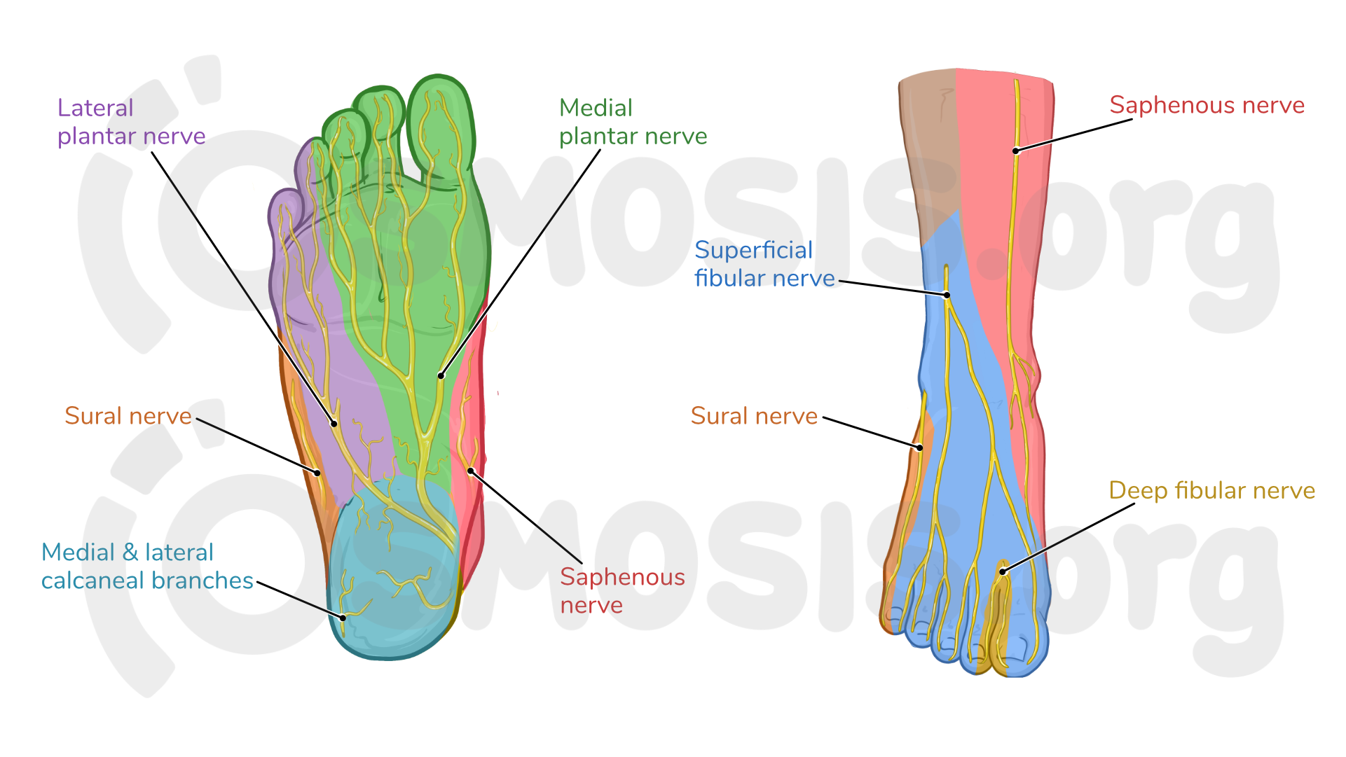 Plantar Foot Anatomy Nerves