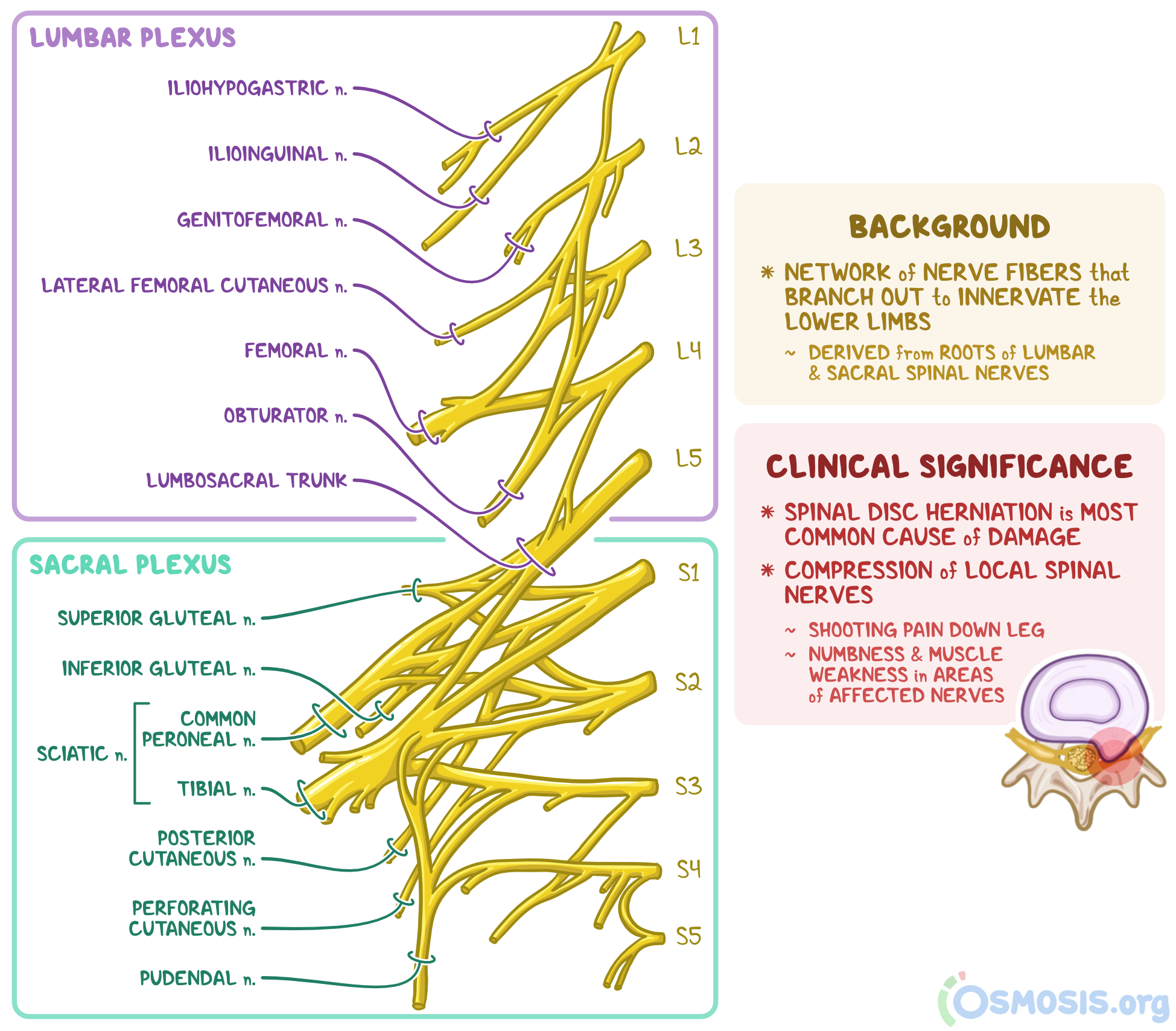 Lab Nerves Lumbar Plexus Brachial Plexus Cervical Plexus Diagram ...